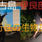 2023年 夜現れる危険なハサミを持つ生き物探し