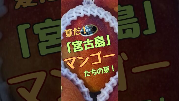 2023年 宮古島 【マンゴーたちの夏】