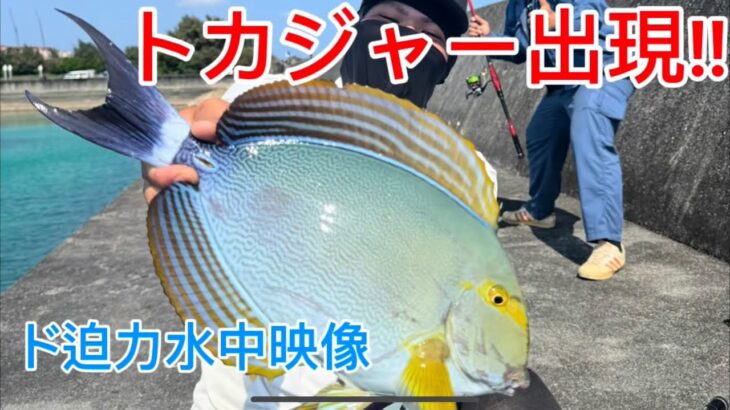 2023年 宮古島の磯でトカジャーに挑む！