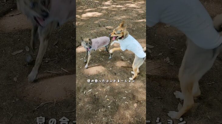 2023年 【ワンプロ】宮古島生まれの元野犬兄妹、今日も元気にぶつかり稽古♪【保護犬】【雑種犬】