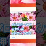 2023年 #宮古島プロポーズバラ押し花 #千葉プロポーズバラ押し花#軽井沢ブーケ押し花#ドライフラワー#結婚式#ブライダルブーケ押し花