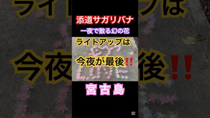 2023年 添道サガリバナ〜一夜限りで散る幻の花　#宮古島 #サガリバナ　#さがりばな