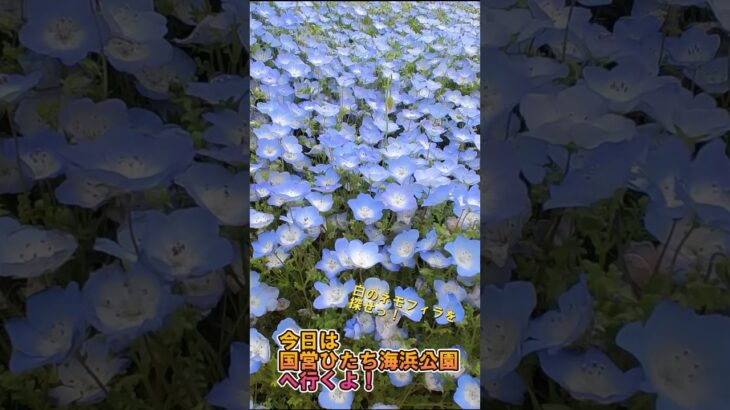 白いネモフィラを探せ　#旅行 #旅行vlog #絶景 #観光 #ひたち海浜公園 #みはらしの丘#ネモフィラ#茨城観光