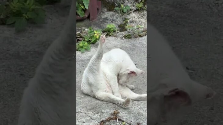 2023年 癖すごい座り方やな。笑#vlog #リゾートバイト #宮古島 #猫