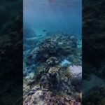 2023年 やっぱり宮古島の海は綺麗なぁ😍#vlog #宮古島 #シュノーケリング #リゾートバイト