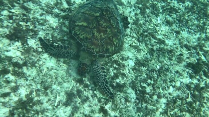 2023年 202411_宮古島_わいわい博愛ビーチ_ウミガメ_4950