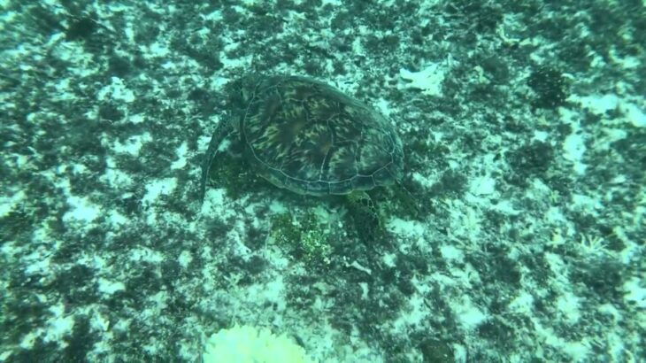 2023年 202411_宮古島_わいわい博愛ビーチ_ウミガメ_4953