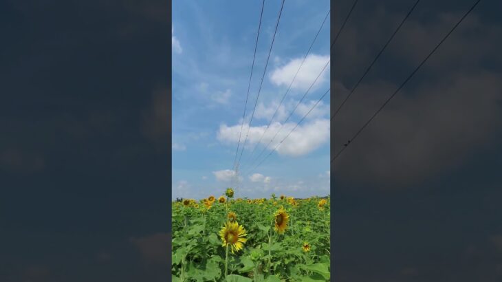真夏の絶景！まるで太陽の海！茨城に現れた巨大ひまわり畑【ふれあい花畑】  2025 08 17