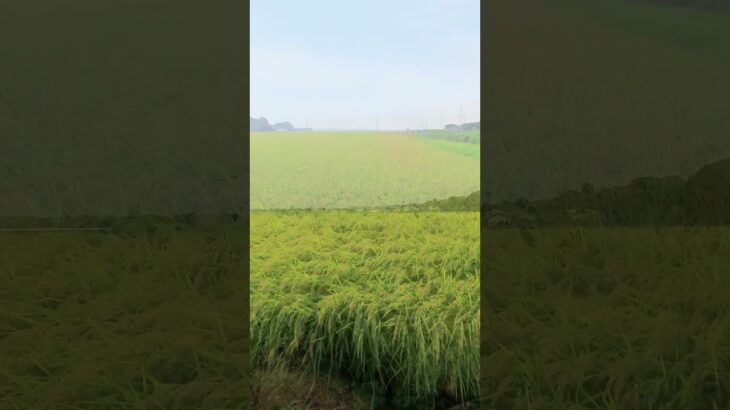 【カメラ旅】真夏の絶景！茨城のひまわり畑が非現実的すぎた！ 2025 08 22