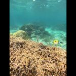 2023年 宮古島の夏2025 青緑色に輝く✨デバスズメダイ達🐟🐟🐟