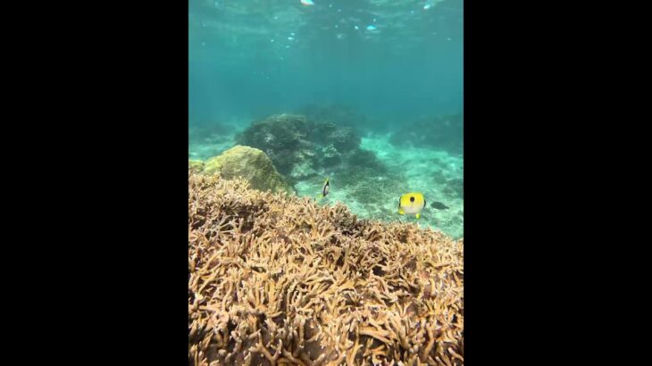 2023年 宮古島の夏2025 青緑色に輝く✨デバスズメダイ達🐟🐟🐟