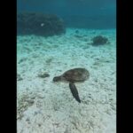 2023年 2025年8月17日　宮古島の夏2025❤️青ウミガメ(ガンガン泳ぐ)編