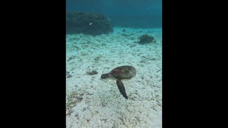 2023年 2025年8月17日　宮古島の夏2025❤️青ウミガメ(ガンガン泳ぐ)編
