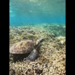 2023年 2025年8月17日　宮古島の夏2025❤️青ウミガメ(食事)編