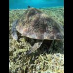 2023年 2025年8月17日　宮古島の夏2025❤️青ウミガメ(ルリスズメダイ)に囲まれて編