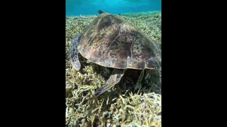 2023年 2025年8月17日　宮古島の夏2025❤️青ウミガメ(ルリスズメダイ)に囲まれて編