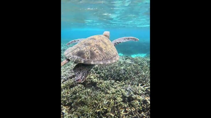 2023年 2025年8月17日　宮古島の夏2025❤️青ウミガメ(軽やかに泳ぐ)編