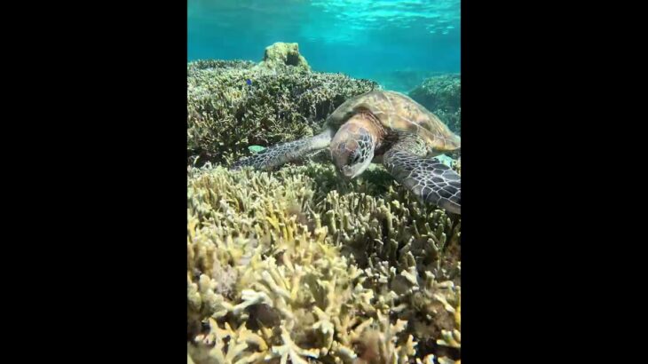2023年 2025年8月17日　宮古島の夏2025❤️青ウミガメ(顔のアップ)編