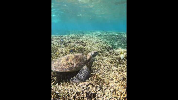 2023年 2025年8月17日　宮古島の夏2025❤️青ウミガメ(食事)編