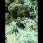 2023年 2025年8月3日　宮古島のカクレクマノミ（身体に3本の白いシマが有るのが特徴）