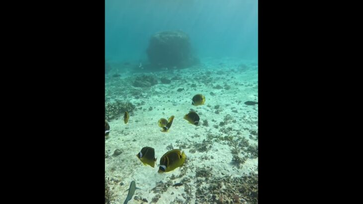 2023年 2025年8月7日　宮古島の様々な魚達！