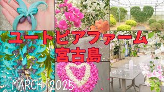 2023年 【50’s宮古島リゾバvlog⑩】ユートピアファーム宮古島は予想以上に素敵過ぎた！