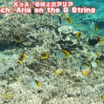 2023年 ４ｋ 「サンゴ礁と熱帯魚/8月23日撮影」「Coral reef and tropical fish」【 水中 UNDERWATER】【宮古島　海　サンゴ　魚　シュノーケリング　水族館　観光　移住】