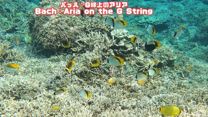 2023年 ４ｋ 「サンゴ礁と熱帯魚/8月23日撮影」「Coral reef and tropical fish」【 水中 UNDERWATER】【宮古島　海　サンゴ　魚　シュノーケリング　水族館　観光　移住】