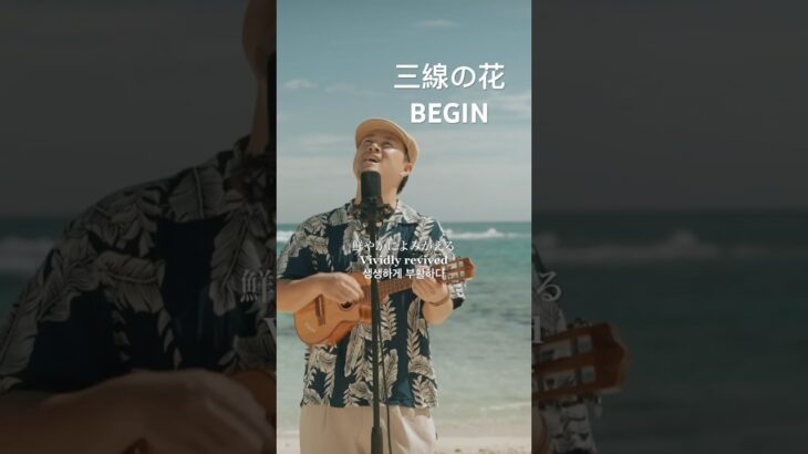 2023年 三線の花／BEGIN(宮古島ウクレレカバー) 歌詞をつけてみたのですが歌詞あった方がいいですか？🌺 #宮古島  #三線の花 #三線の花コード #三線の花ウクレレ #오키나와　#미야코지마#宫古岛