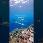 2023年 MIYAKOISLAND 宮古島-真謝ビーチ#miyakojima #スキンダイビング #宮古島ダイビング #underwater #freediving #シュノーケリング #宮古島
