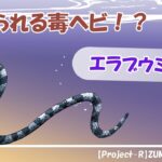 2023年 【エラブウミヘビ】みやち&うみかの宮古島生物紹介！ Part3 #就労支援B型事業所 #宮古島 #生き物