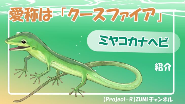 2023年 【ミヤコカナヘビ】みやち&うみかの宮古島生物紹介！ Part3 #就労支援B型事業所 #宮古島 #生き物