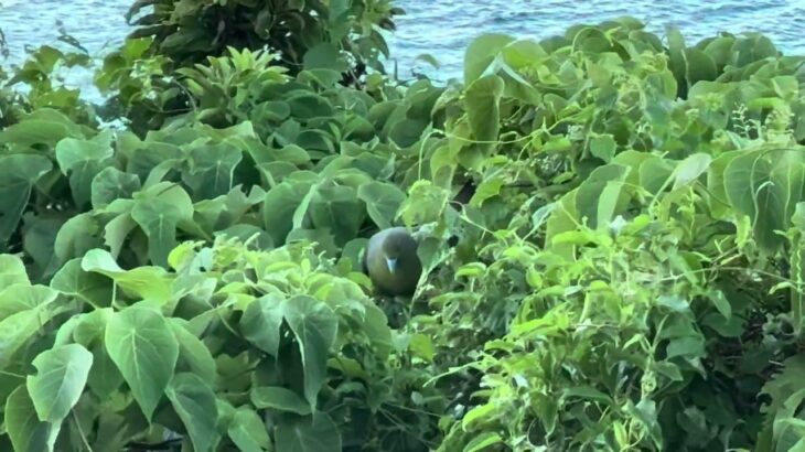 2023年 準絶滅危惧種-ズアカアオバト-Ryukyu green pigeon-琉球綠鳩-宮古島