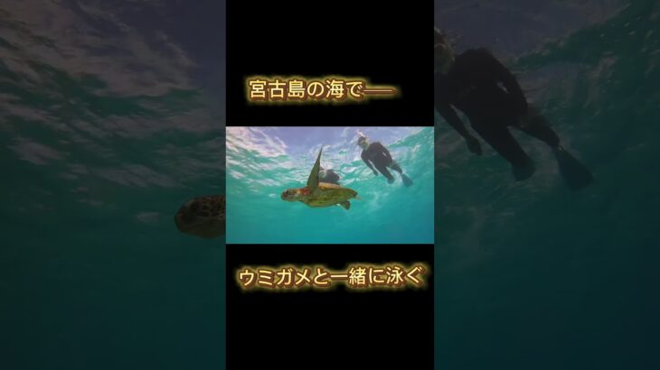 2023年 ウミガメと泳いだ。ここは宮古島。#Shorts #宮古島旅行 #ウミガメと泳ぐ #癒し動画 #透明な海 #ちばぺち遠征記