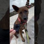 2023年 ビーチ散歩おやつTime♡ #琉球犬 #宮古島