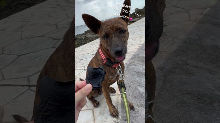 2023年 ビーチ散歩おやつTime♡ #琉球犬 #宮古島