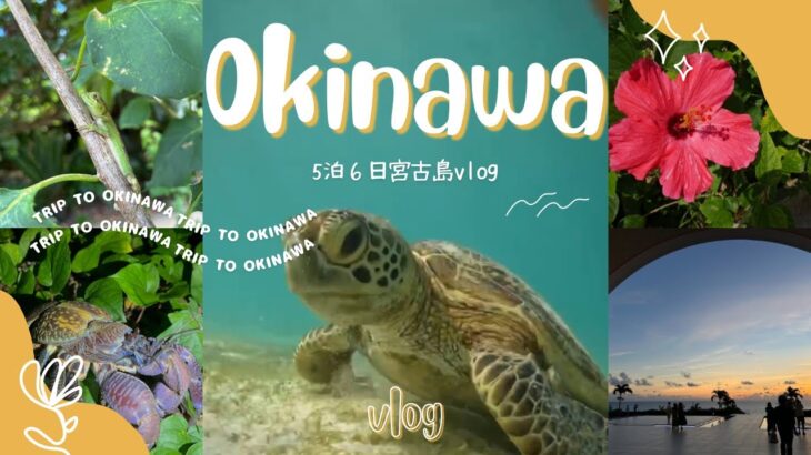 2023年 【Vlog】宮古島旅行5泊6日｜絶景と生き物の島 #宮古島 #シュノーケリング #ウミガメ