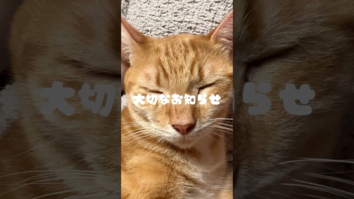 2023年 宮古島🏝️唯一の保護猫カフェ『照猫屋』 #保護猫 #猫カフェ #宮古島 #cat #猫好きさんと繋がりたい #寄付 #応援 #ネコ #ねこ