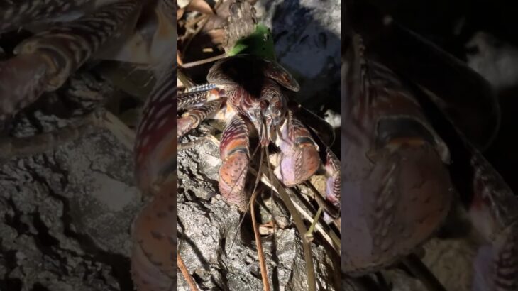 2023年 【宮古島の夜の生き物】ヤシガニ、オカヤドカリ、マダラサソリ… #coconutcrab #hermitcrab #miyakoisland #okinawa