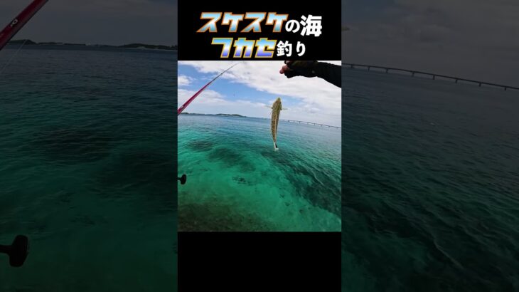 2023年 スケスケの海、あかんやろ #釣り #fishing #ふかせ釣り #宮古島