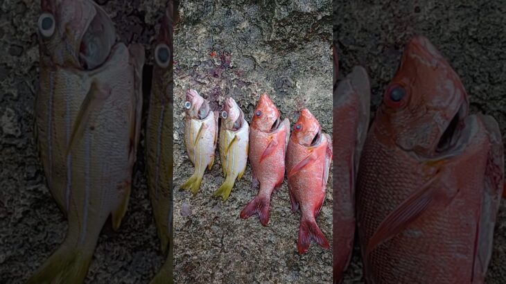 2023年 #宮古島 #fishing