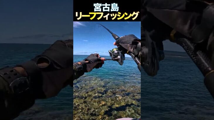 2023年 チンサーさん、お久しぶり❤︎ #釣り #fishing #リーフフィッシング #宮古島