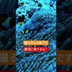2023年 宮古島ダイビング　イソギンチャクも平気じゃないって　#shorts #ダイビング #diving #沖縄 #Okinawa #宮古島 #miyakoisland #クマノミ #アウトドア #水族館