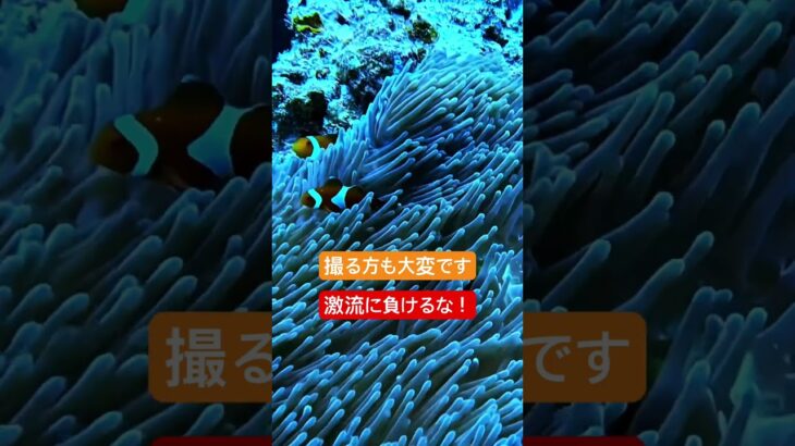 2023年 宮古島ダイビング　イソギンチャクも平気じゃないって　#shorts #ダイビング #diving #沖縄 #Okinawa #宮古島 #miyakoisland #クマノミ #アウトドア #水族館
