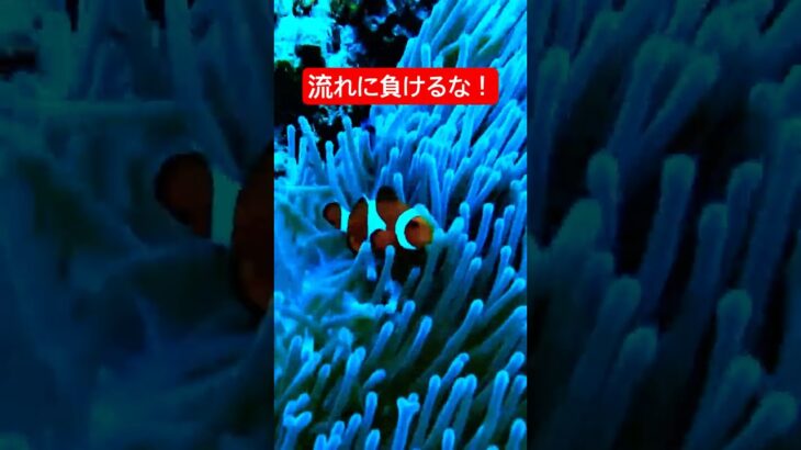 2023年 宮古島ダイビング　流されないのすごすぎる　#shorts #ダイビング #diving #沖縄 #okinawa #宮古島 #miyakoisland #クマノミ #アウトドア #水族館