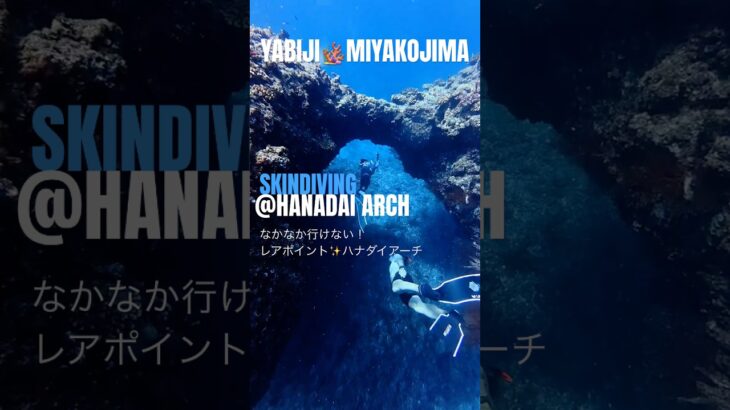 2023年 八重干瀬⭐︎ハナダイアーチ⭐︎スキンダイビング／宮古島 #skindiving #miyakojima #yabiji  #八重干瀬 #freediving #snorkel #underwater