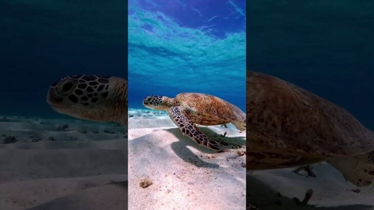 2023年 slowにeasyにsimpleに✨#turtle #miyakoisland #宮古島 #八重干瀬 #ヤビジ #relaxing #animals
