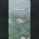 2023年 宮古島の海で目撃！ホテル前、近くの海にて…🌊