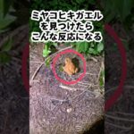 2023年 【宮古島ナイト探検】#ミヤコヒキガエル #宮古島 #ヤシガニ #探検 #親子
