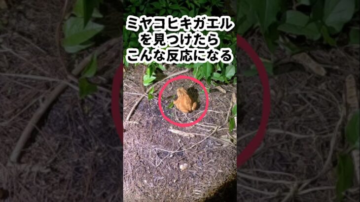 2023年 【宮古島ナイト探検】#ミヤコヒキガエル #宮古島 #ヤシガニ #探検 #親子